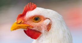 Portrait of white chicken in a farm enclosure